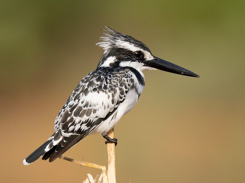 pied kingfisher P2020151